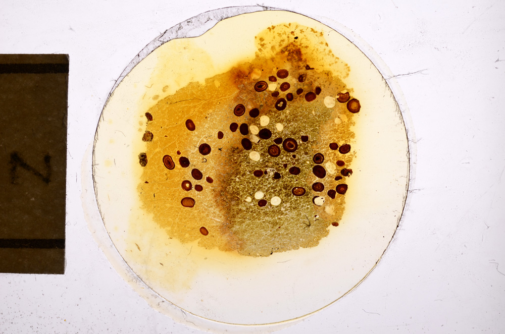 Plane Polarized, E12719