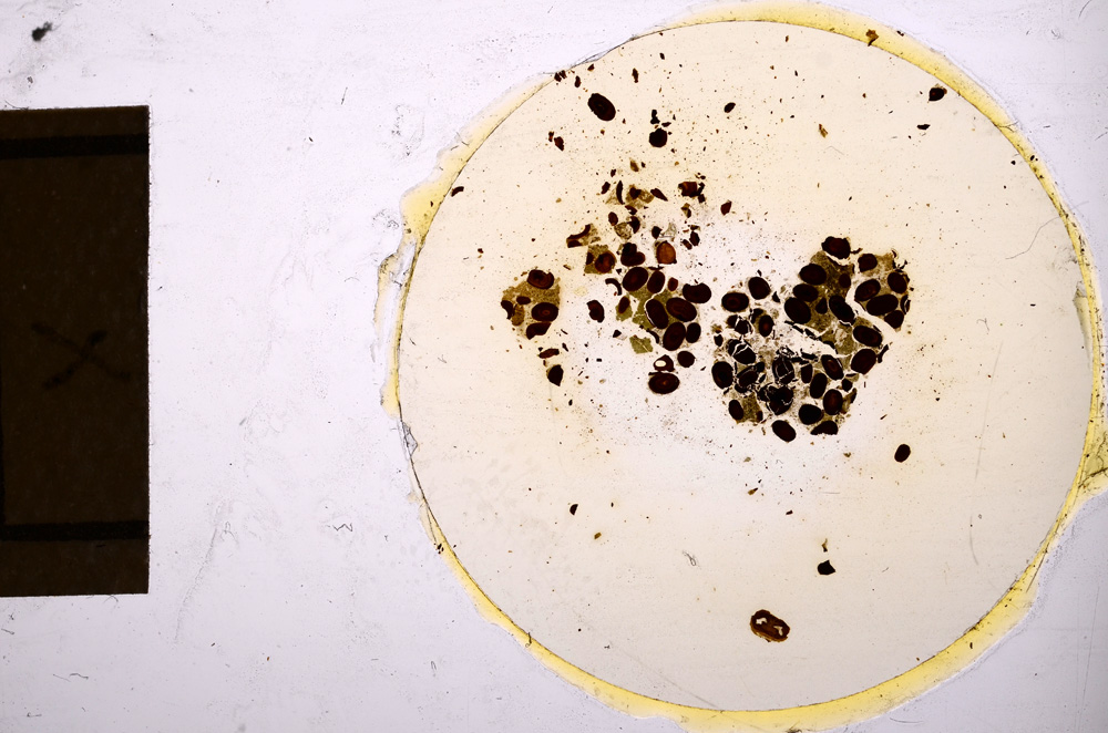 Plane Polarized, E12721