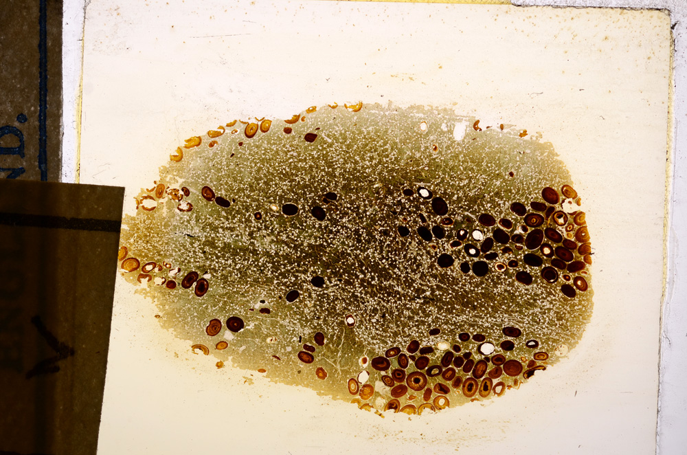 Plane Polarized, E12723