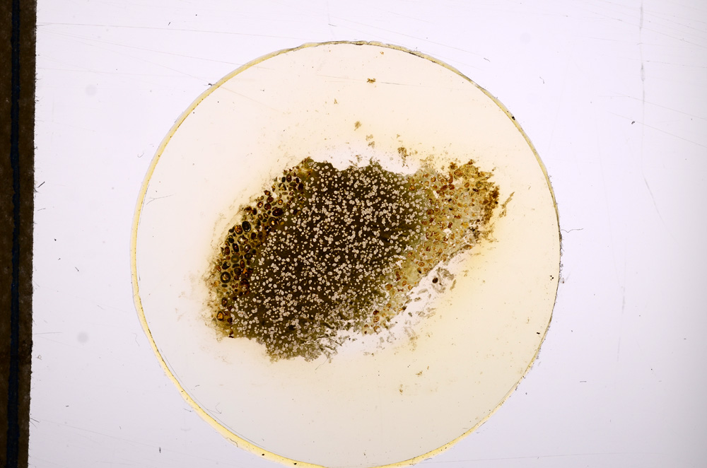 Plane Polarized, E12749