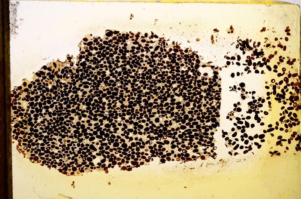 Plane Polarized, E12861