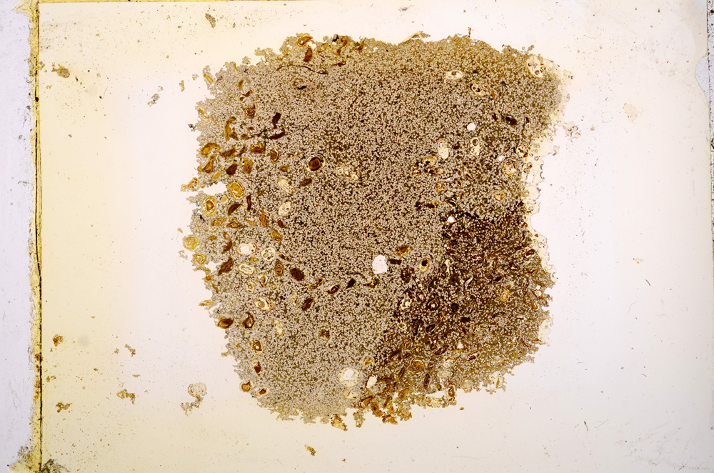 Plane Polarized, E12903