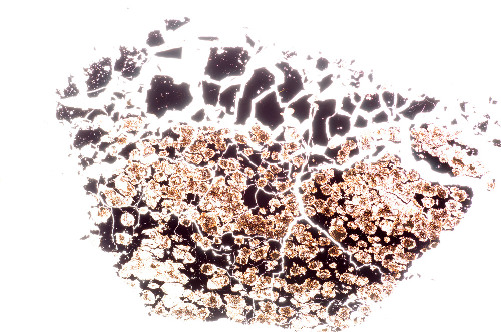 Plane Polarized, E12905