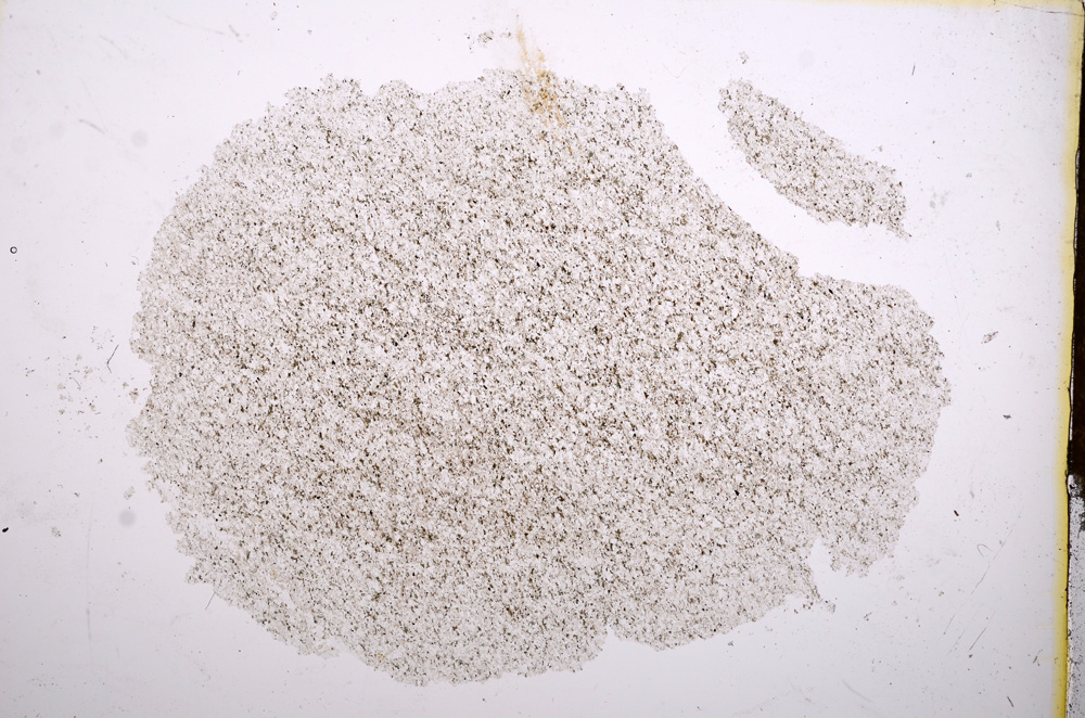 Plane Polarized, E12981