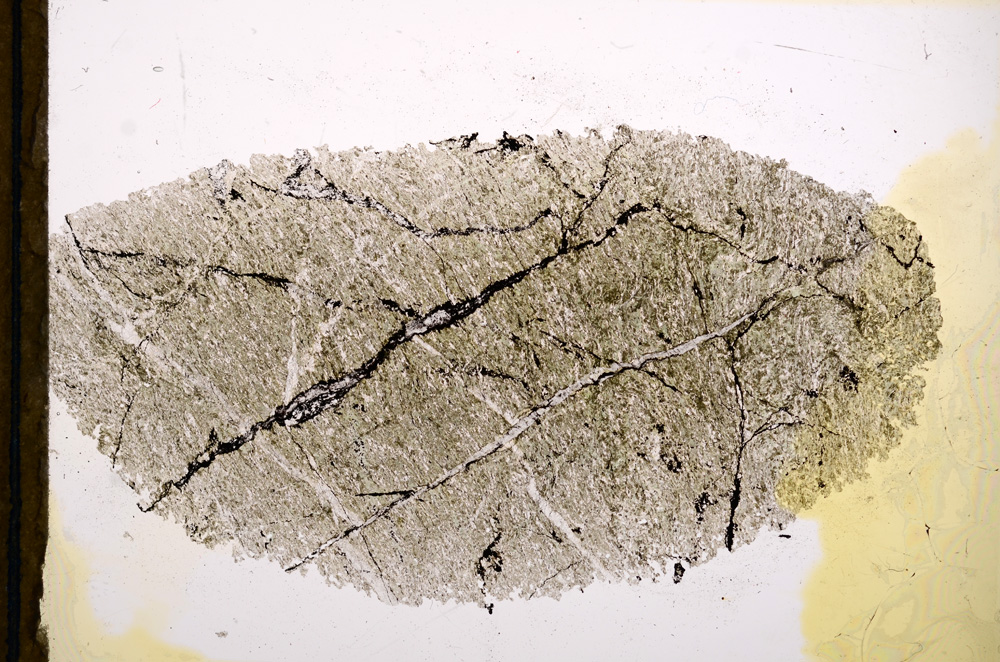 Plane Polarized, E13210