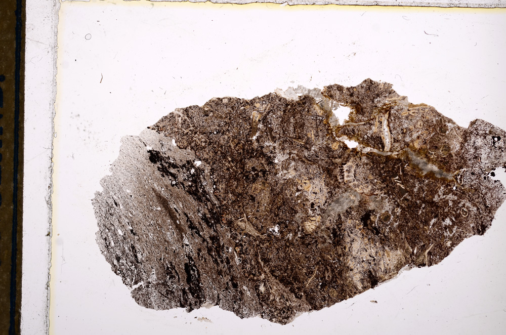 Plane Polarized, E13231