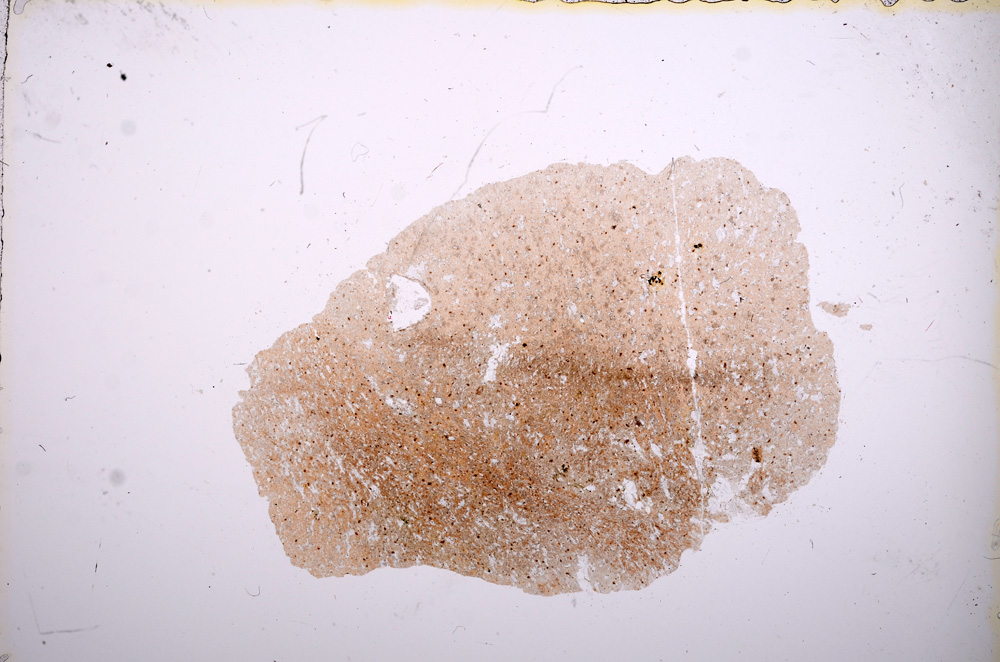 Plane Polarized, E13299