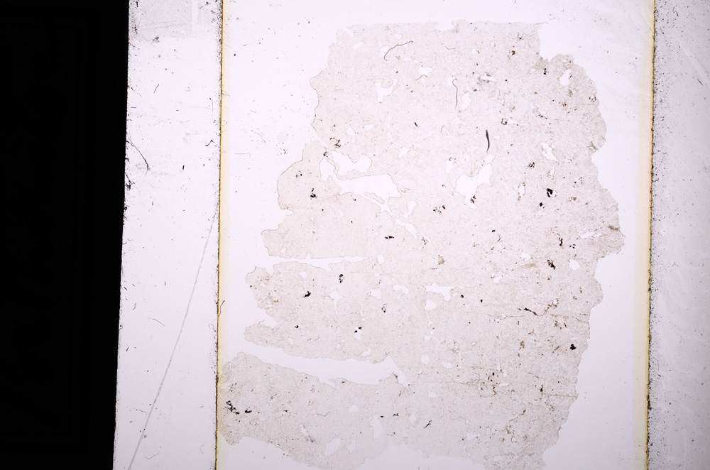 Plane Polarized, E13645