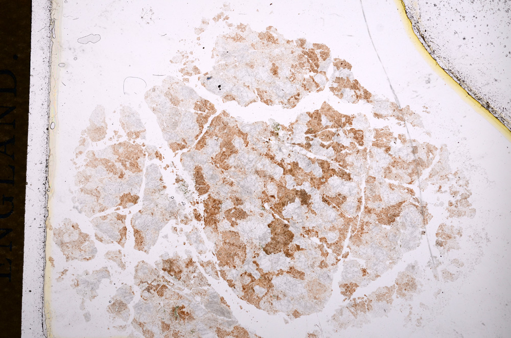 Plane Polarized, E13845