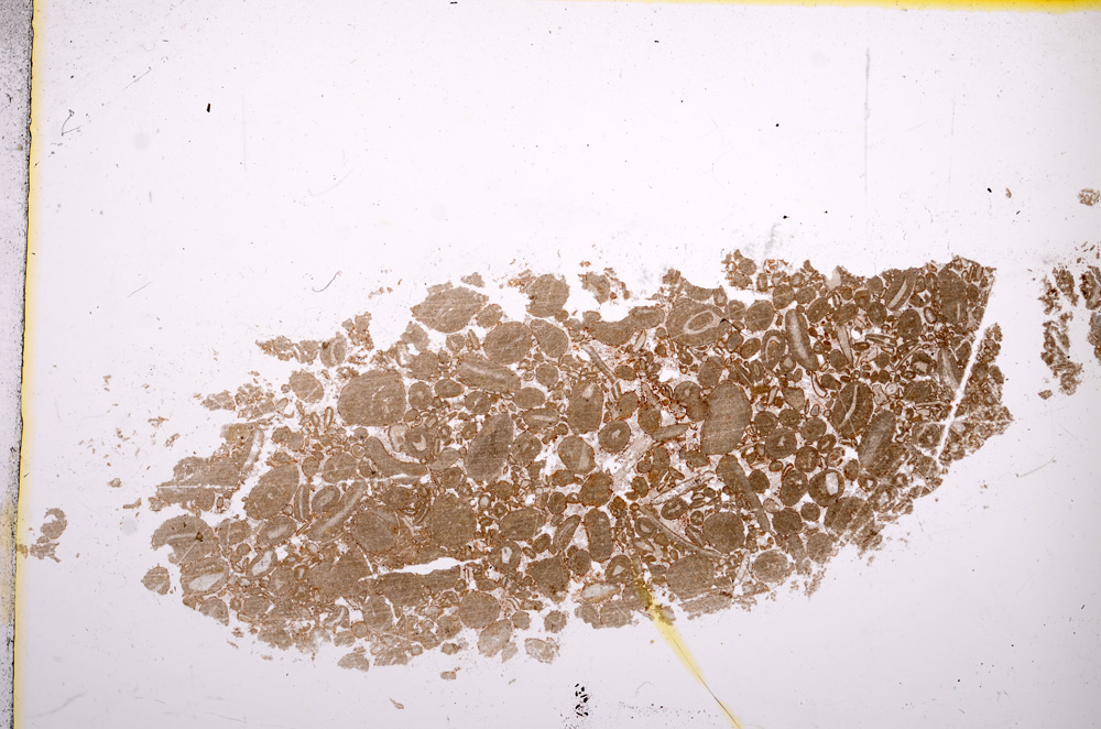 Plane Polarized, E14105