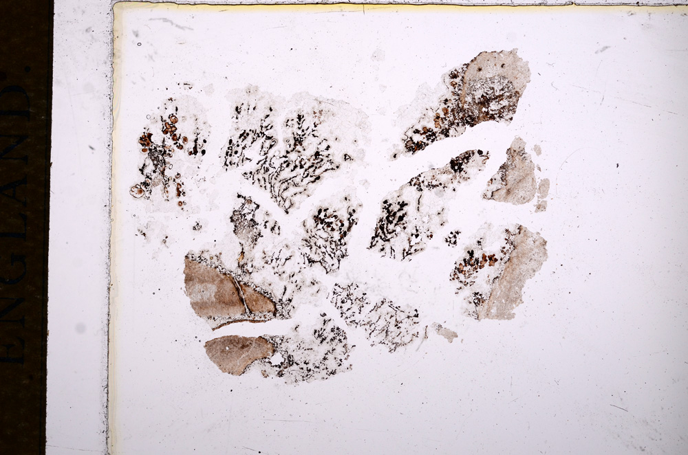 Plane Polarized, E14257