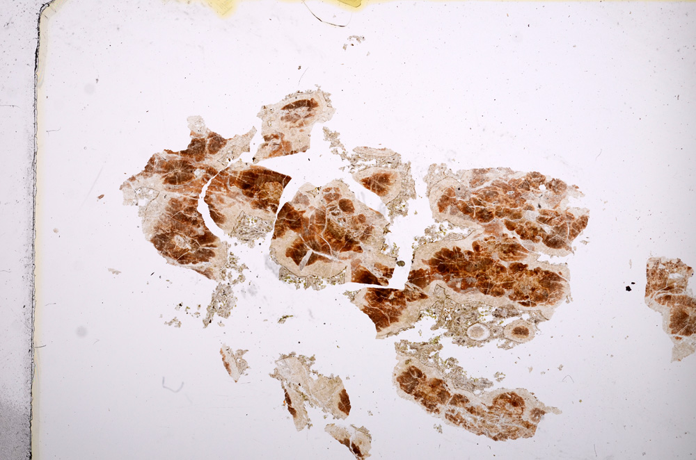 Plane Polarized, E14258