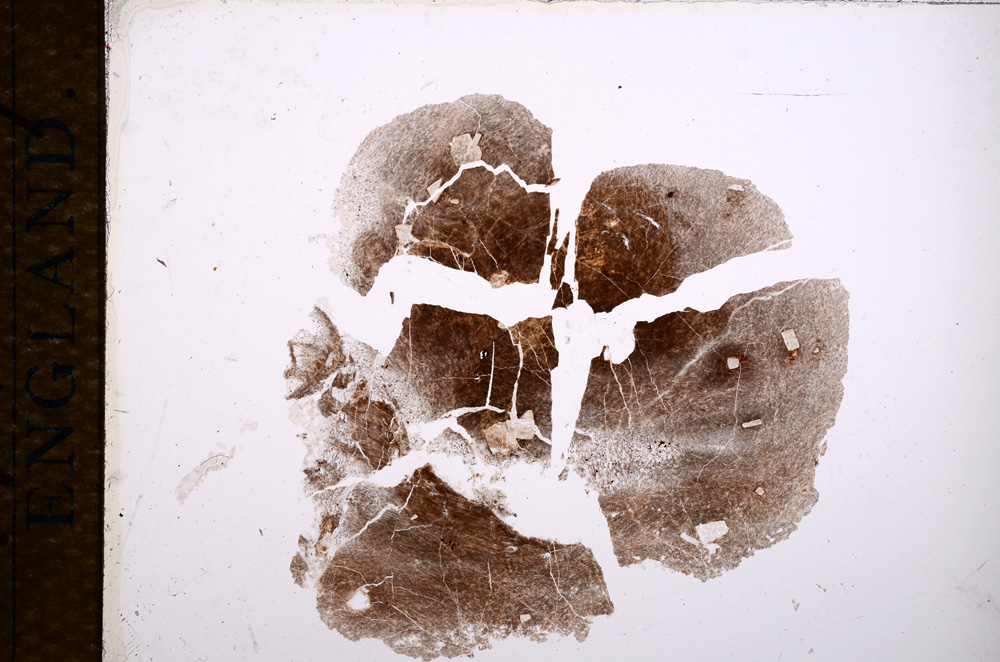 Plane Polarized, E14259