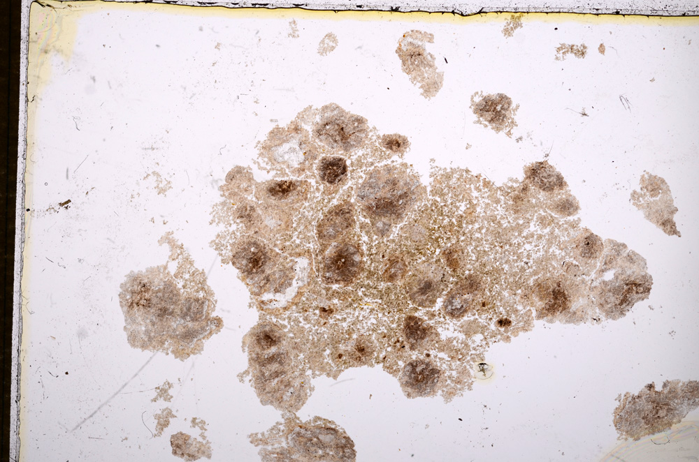 Plane Polarized, E14329