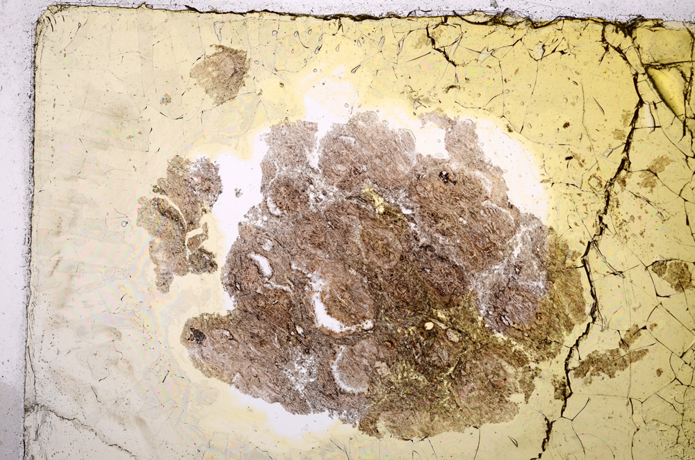 Plane Polarized, E14331