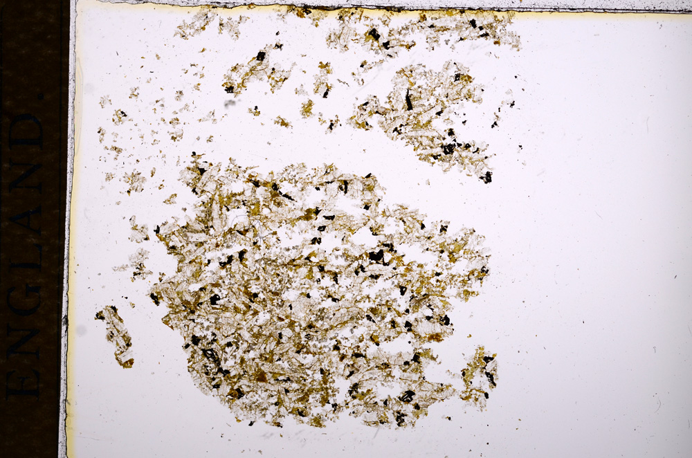 Plane Polarized, E14352