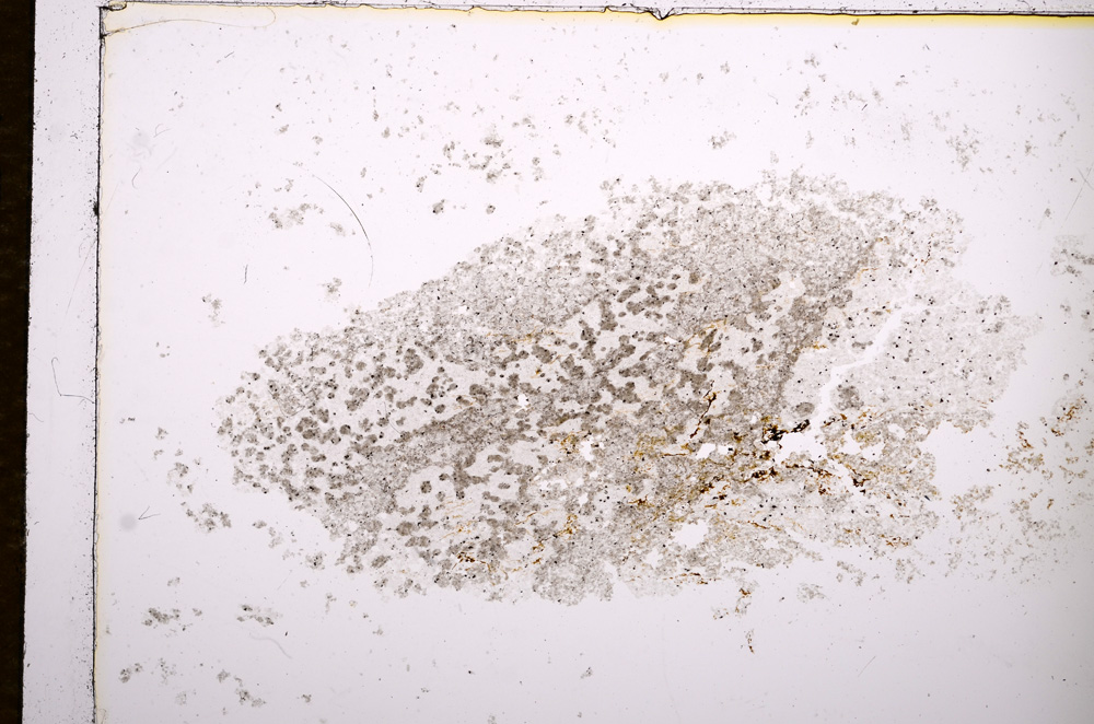 Plane Polarized, E14408