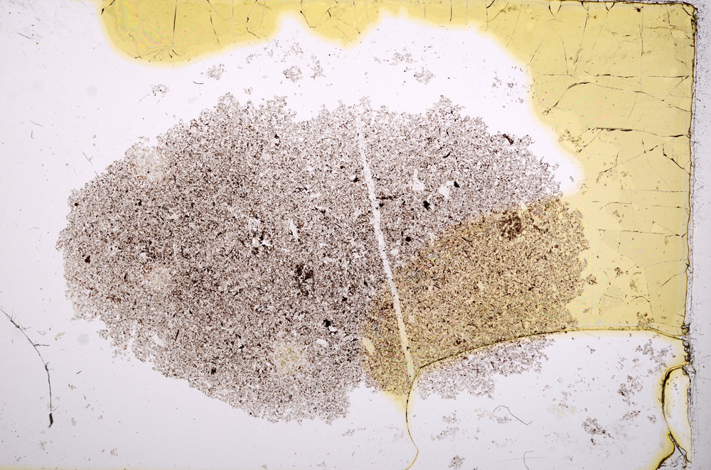 Plane Polarized, E14535