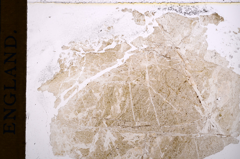 Plane Polarized, E15211