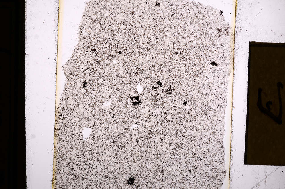 Plane Polarized, E16421