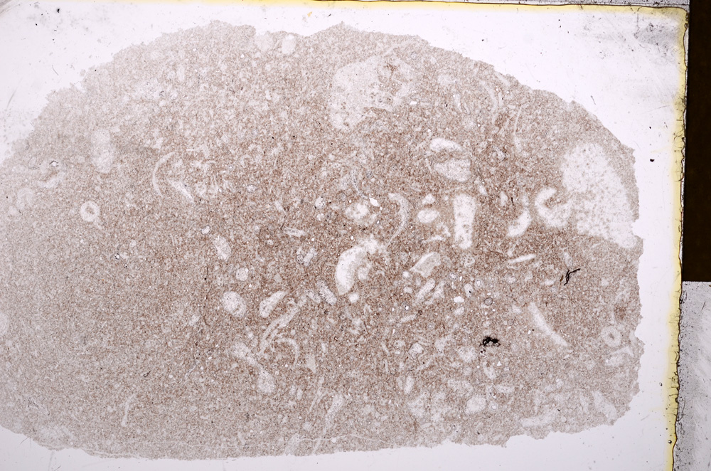 Plane Polarized, E16974