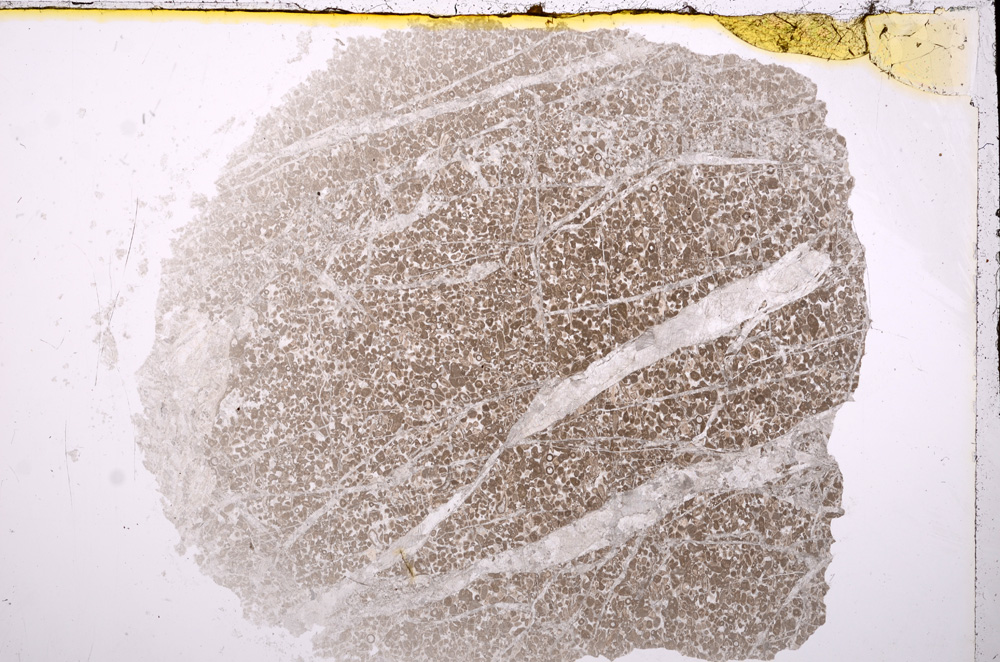 Plane Polarized, E17161