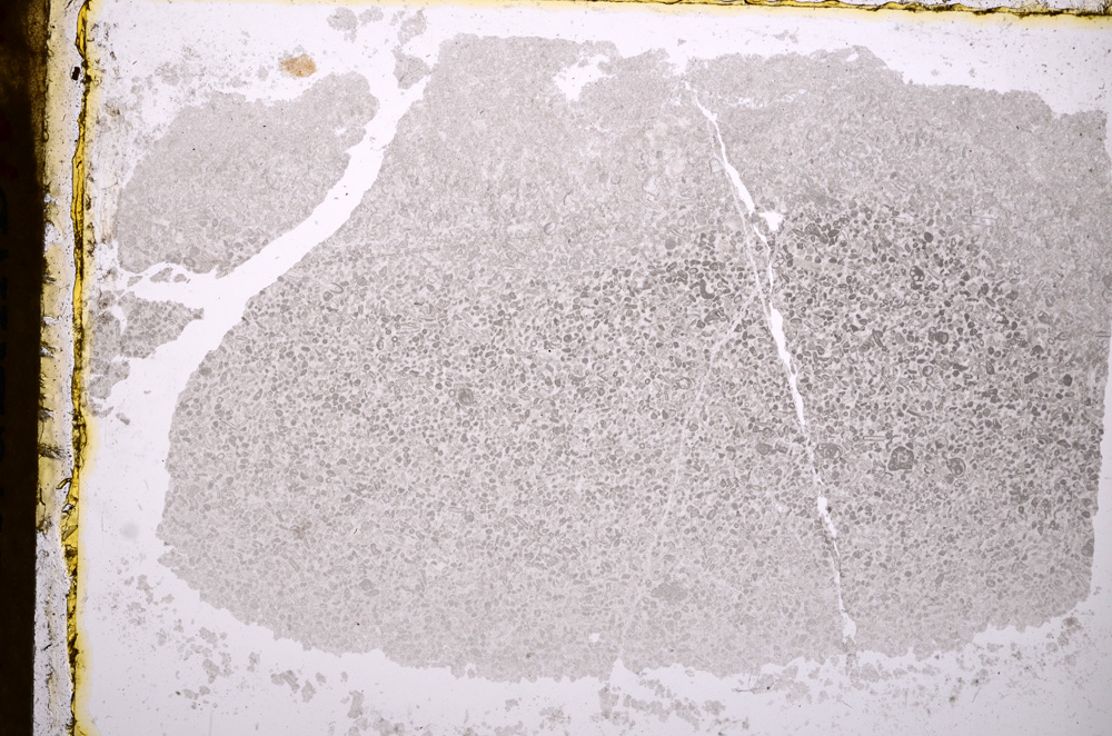 Plane Polarized, E17513