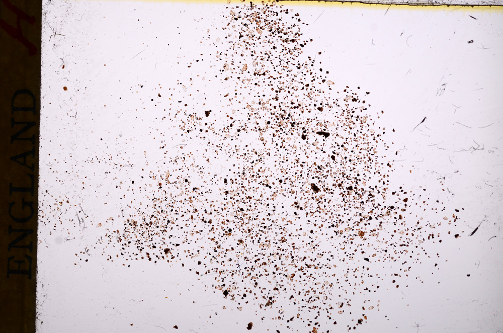 Plane Polarized, E17728