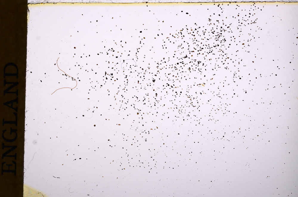 Plane Polarized, E17769