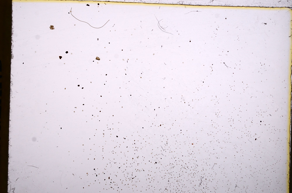 Plane Polarized, E17770