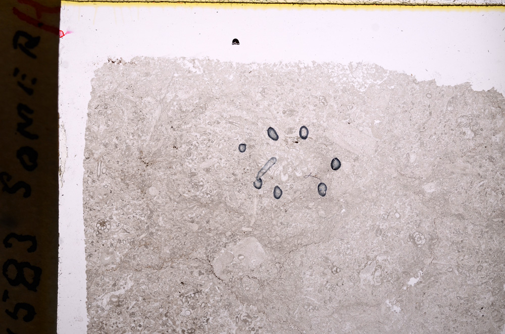 Plane Polarized, E17799