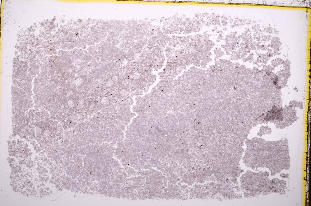 Plane Polarized, E18236/A