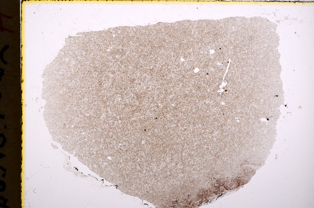 Plane Polarized, E18343