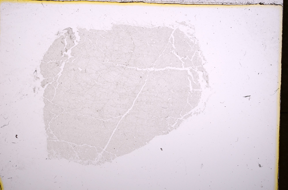 Plane Polarized, E18432