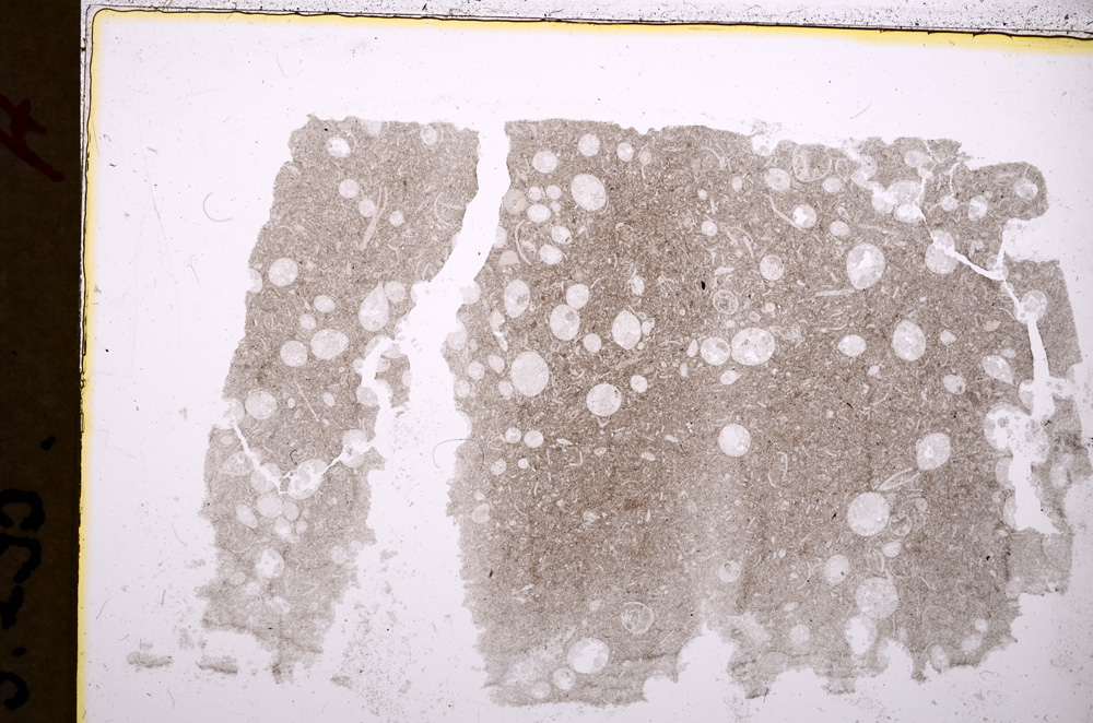 Plane Polarized, E18461