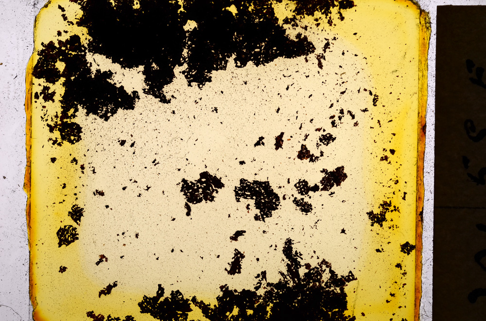 Plane Polarized, E18477/A