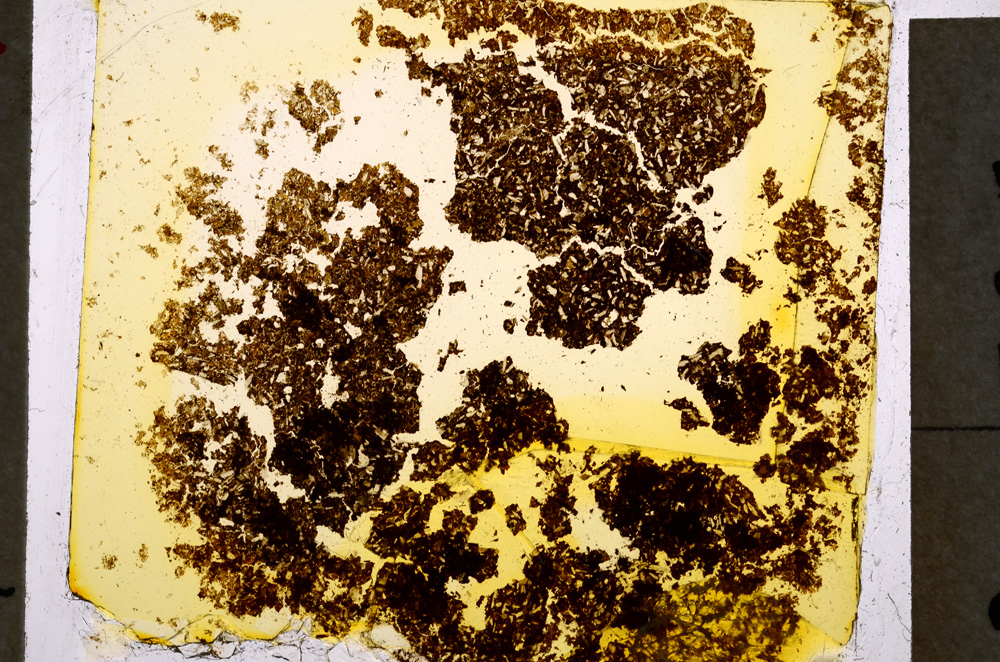 Plane Polarized, E18844/A