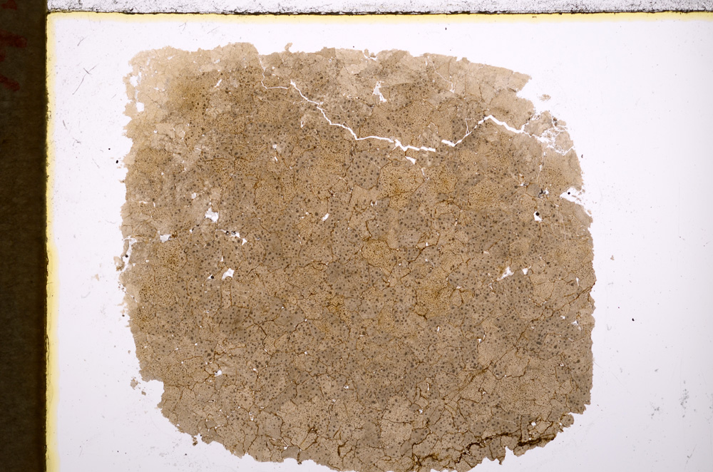 Plane Polarized, E18920/A