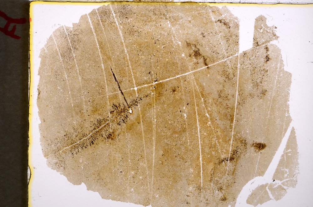 Plane Polarized, E18965