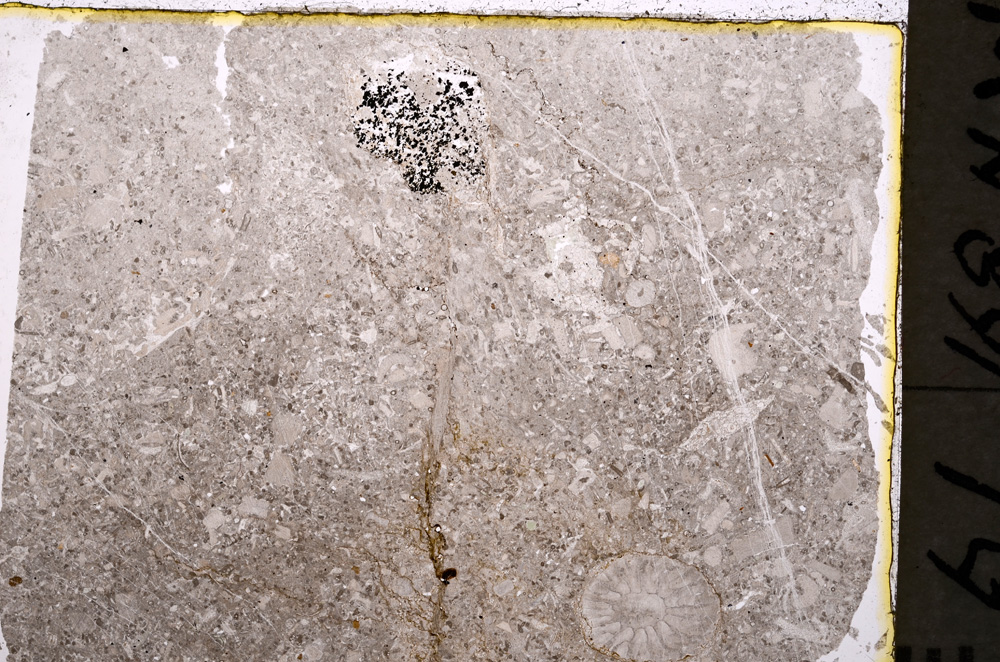 Plane Polarized, E18989