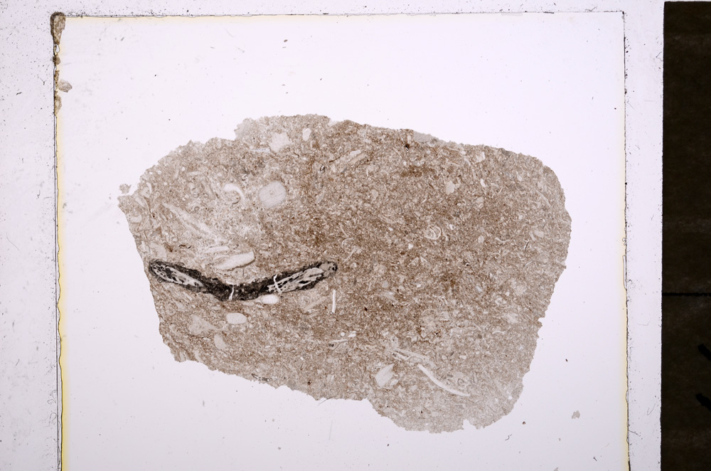 Plane Polarized, E19113