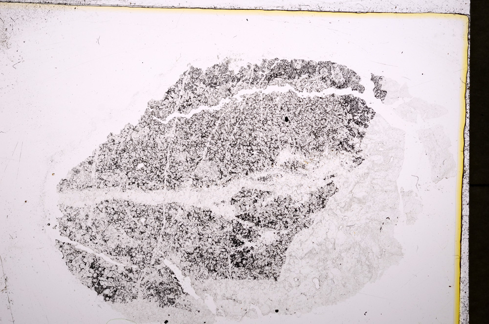 Plane Polarized, E19247