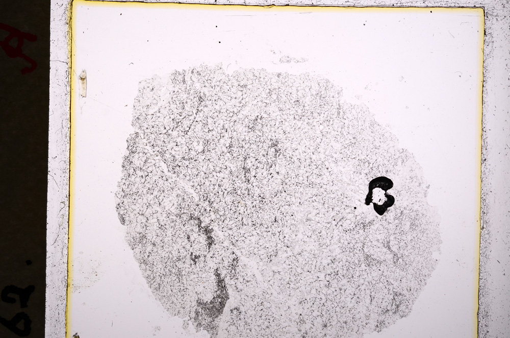 Plane Polarized, E19248