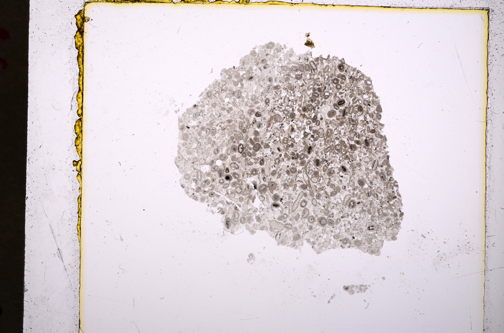 Plane Polarized, E19298