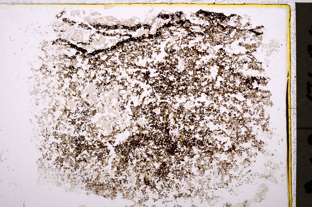 Plane Polarized, E19312