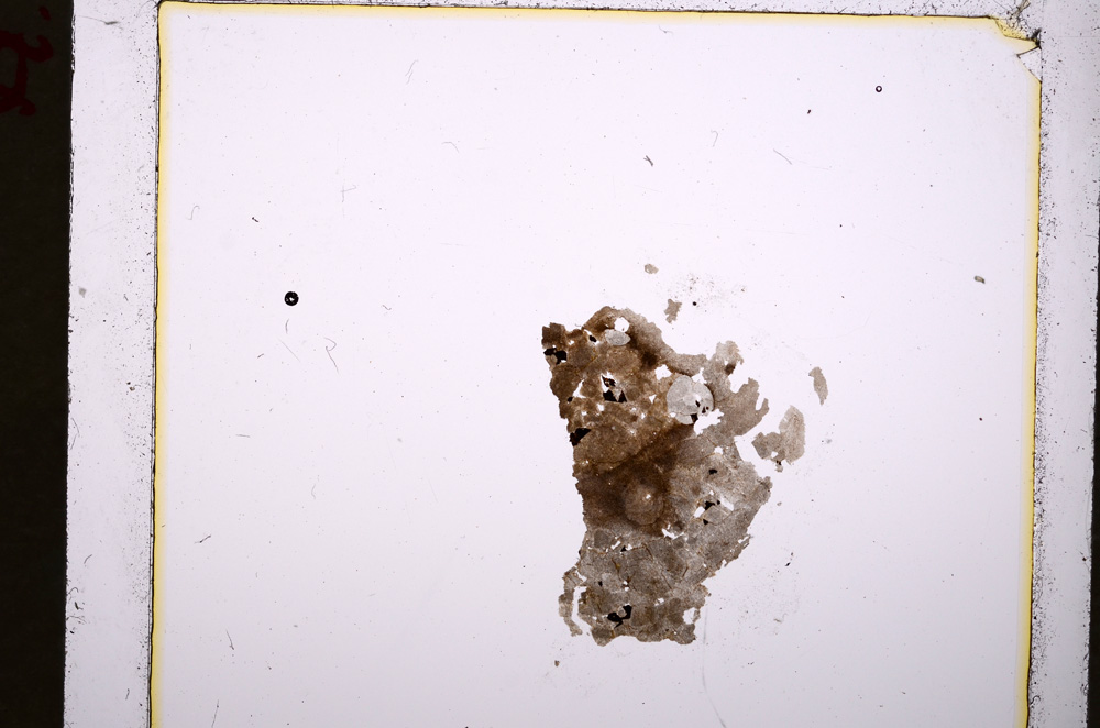 Plane Polarized, E19439