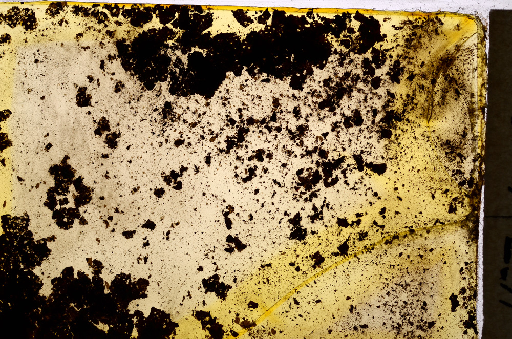 Plane Polarized, E19568/A