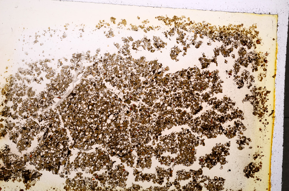 Plane Polarized, E19603/A