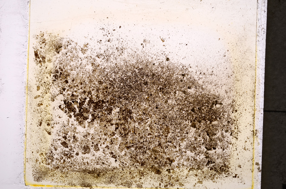 Plane Polarized, E19612/A