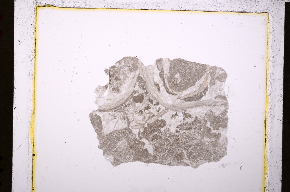 Plane Polarized, E19754